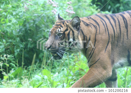 Sumatran tiger   (Panthera tigris sumatrae) 101200216
