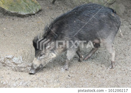 Visayas warthog (sus cebiffrons) Visayas warthog (sus cebiffrons) 101200217