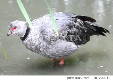 Crested screamer (chauna torquata) Crested screamer (chauna torquata) 101200219
