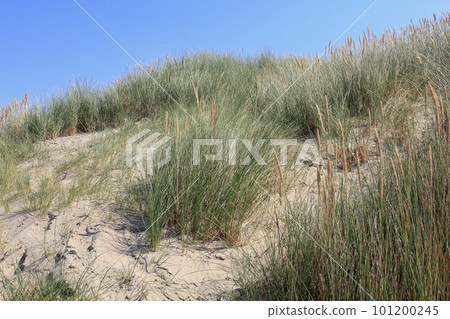 Dunes Dunes 101200245