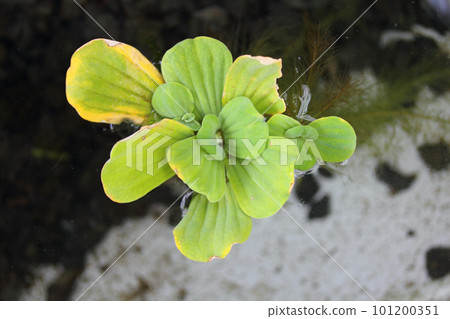 Pistia (Pistia stratiotes) Pistia (Pistia stratiotes) 101200351