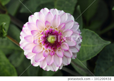 Dahlia (Dahlia) Dahlia (Dahlia) 101200438