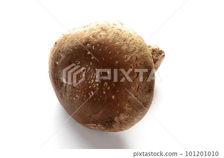 Shiitake Shiitake 101201010