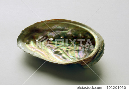 Seashell of abalone Seashell of abalone 101201030