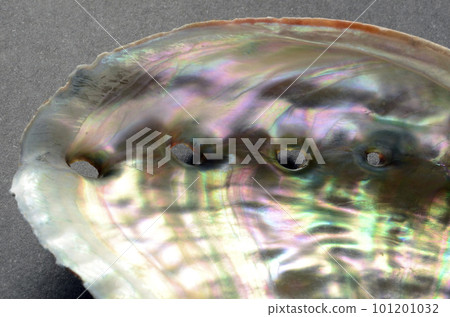Seashell of abalone Seashell of abalone 101201032