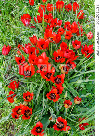 Large buds of red tulips on a green field. Fresh opened buds of red tulips. Lots of flowers on the plantation. 101201158