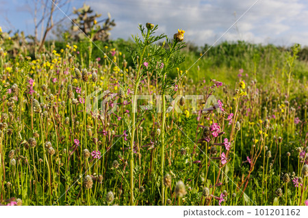 Small purple flowers of wild poppy in green grass at sunset 101201162