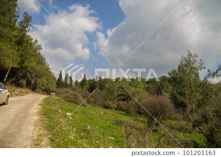 an empty road in the forest 101201163