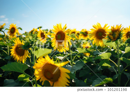 Field of blooming sunflowers. Organic and natural floral background. Agricultural on a sunny day. Field of blooming sunflowers. Organic and natural floral background. Agricultural on a sunny day. 101201198