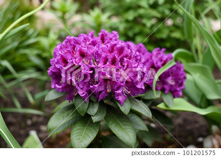 Purple flowers of the Rasputin rhododendron in the spring in the garden 101201575