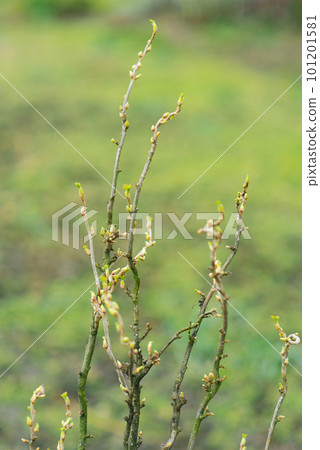 Blooming leaves of black currant in spring 101201581