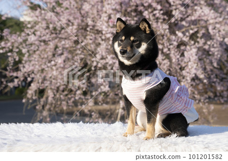 Dripping cherry blossoms and mameshiba sherry 101201582