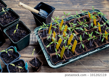 Transplanting tomato sprouts in biodegradable peat pots into reusable pots and gardening tools on the wooden surface, home gardening and connecting with nature concept 101202119