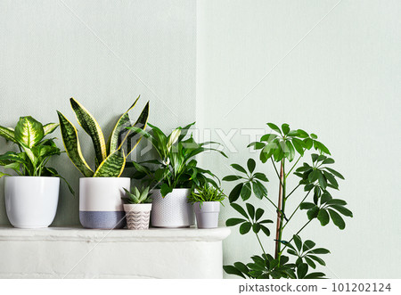 Indoor plants variete in the room with light green walls, indoor garden concept Indoor plants variete in the room with light green walls, indoor garden concept 101202124
