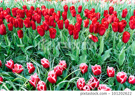 Colorful spring fresh dutch tulips. Assorted colors 101202622