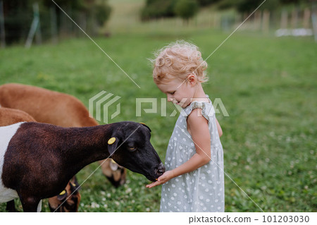 Little girl with goats outdoor on the meadow. 101203030