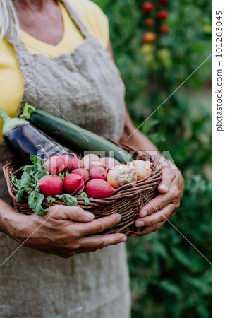 Close-up of senior farmer holding basket with autumn harvest from her garden. Close-up of senior farmer holding basket with autumn harvest from her garden. 101203045