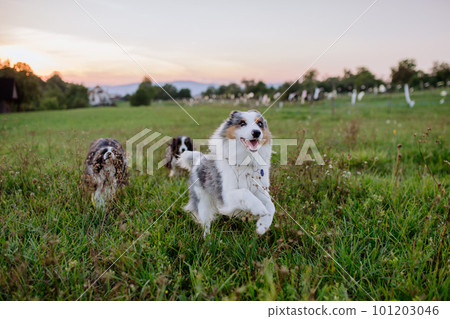 Portrait of three border collies running outdoor in a meadow. Portrait of three border collies running outdoor in a meadow. 101203046