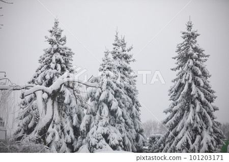 Tall coniferous trees with branches covered in a layer of snow Tall coniferous trees with branches covered in a layer of snow 101203171