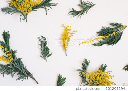 Floral arrangement, a pattern of mimosa flowers on a white background Floral arrangement, a pattern of mimosa flowers on a white background 101203294