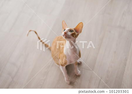Red haired handsome cat cornish rex looks up, sitting on the floor in the house Red haired handsome cat cornish rex looks up, sitting on the floor in the house 101203301
