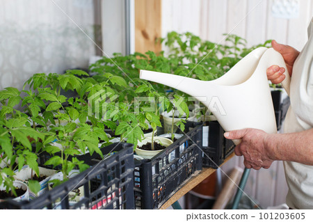 a woman growing and watering tomato seedlings on the balcony from a watering can a woman growing and watering tomato seedlings on the balcony from a watering can 101203605