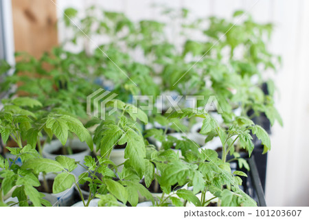 many tomato seedlings growing on on the balcony of the house 101203607