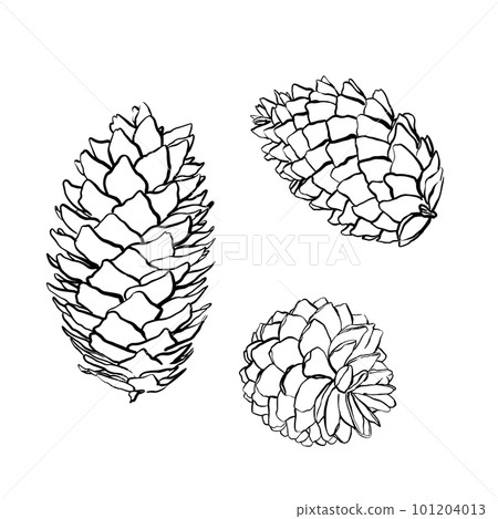 Spruce cones. Vector sketch illustrations. Watercolor image of fir cone on white background. Spruce cones. Vector sketch illustrations. Watercolor image of fir cone on white background. 101204013
