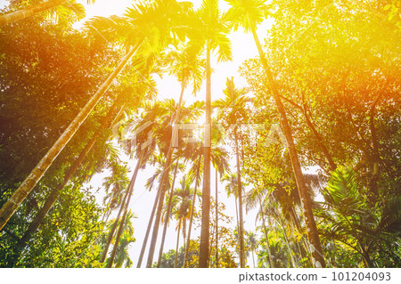 Goa, India. Scenic View Bright Sunbeams Of Sun Shine Through Tropical Green Vegetation And Palm Trees. Sky In Summer Sunny Day 101204093