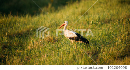 European White Stork Standing In Green Summer Grass. Wild Field Bird 101204098