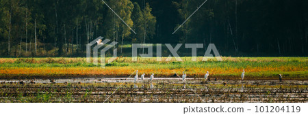Wild Birds Great Egrets Or Ardea Alba Nest In Swamp On Summer Sunny Evening. This Wild Birds Also Known As Common Egret, Large Egret, Or Great White Egret 101204119