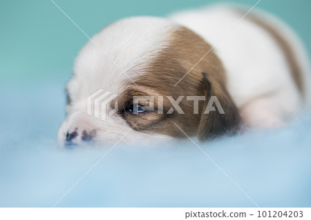 A beautiful little dog sleeps on a blanket A beautiful little dog sleeps on a blanket 101204203