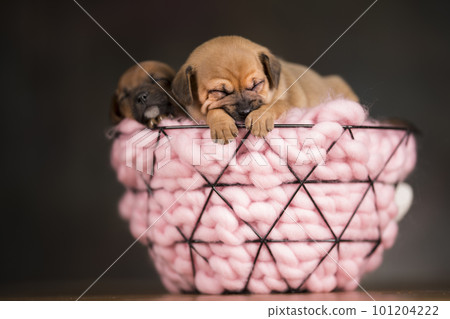 Sleeping dogs in a metal basket Sleeping dogs in a metal basket 101204222
