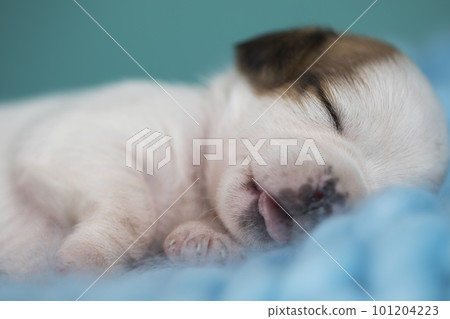 Little cute puppies are sleeping on a blanket Little cute puppies are sleeping on a blanket 101204223