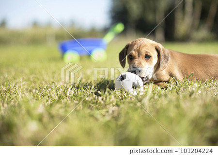 Puppy dog on the grass Puppy dog on the grass 101204224