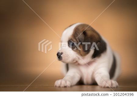 Small dog on a wooden background 101204396