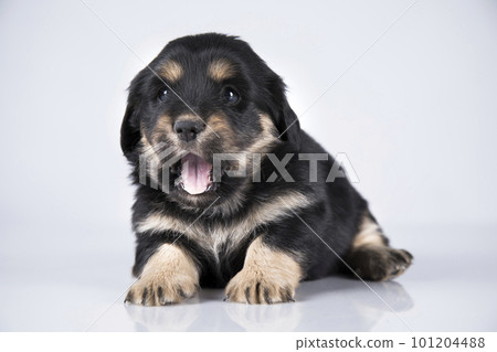 Pet, dog puppy animals concept Pet, dog puppy animals concept 101204488