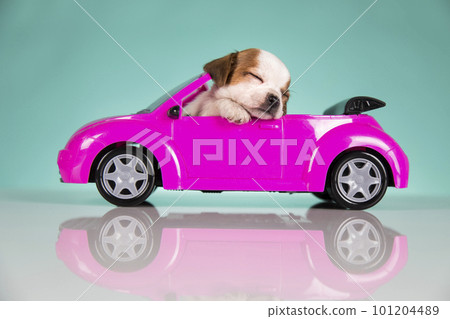 Dog in a pink car 101204489
