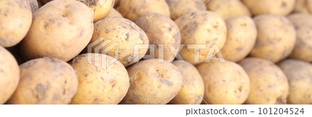 Pile of freshly dug potatoes at harvest time Pile of freshly dug potatoes at harvest time 101204524