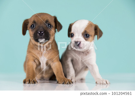Two little dogs, puppy, animals concept 101204561