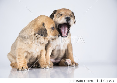 Two dogs, Pet, animals concept 101204595