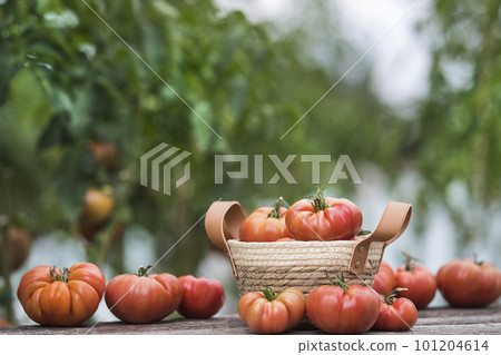 Tomatoes in a wicker basket 101204614