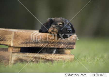 A happy puppy dog a wooden crate on the grass 101204635