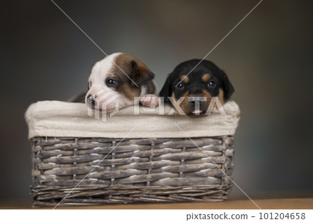 Dogs in a wicker basket 101204658
