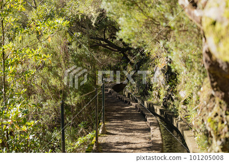 Hiking path along irrigation canal to Lagoa das 25 Fontes on Madeira, Portugal 101205008