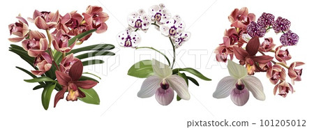 Watercolor set of bouquet of orchids. realistic phalaenopsis, cymbidium, cumbria and Paphiopedilum flowers Watercolor set of bouquet of orchids. realistic phalaenopsis, cymbidium, cumbria and Paphiopedilum flowers 101205012