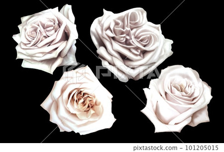 Watercolor realistic white roses. set of white roses isolated on a black background 101205015