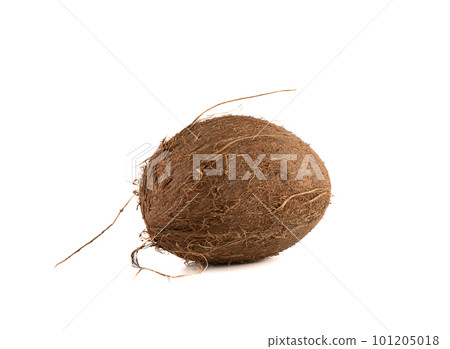 Whole ripe coconut isolated on white background. Whole ripe coconut isolated on white background. 101205018