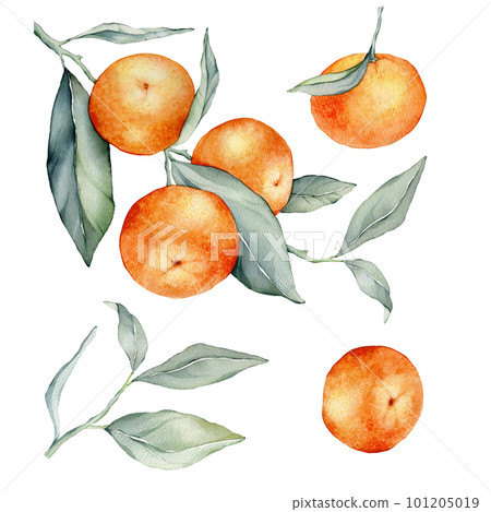Set of mandarin branches with green leaves. Isolated. Watercolor clipart illustrations, collection of citrus fruits, orange, botanical painting. Collection of orange branches on a white background. Set of mandarin branches with green leaves. Isolated. Watercolor clipart illustrations, collection of citrus fruits, orange, botanical painting. Collection of orange branches on a white background. 101205019