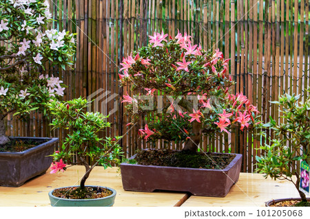 Amazing balls of flowering rhododendron  bonsais  in   Japanese garden  in Potsdam   (Bonsai Japanese garden)  in Brandenburg 101205068